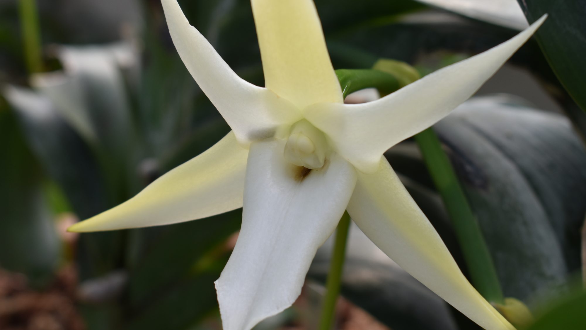 A cream orchid with six petals.