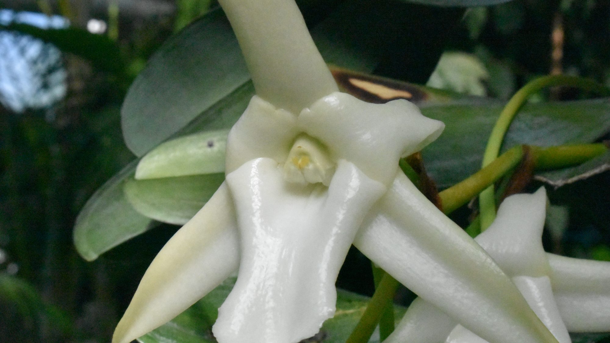 Waxy, white orchid.
