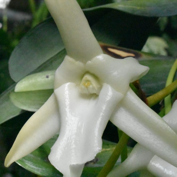 Angraecum sesquipedale