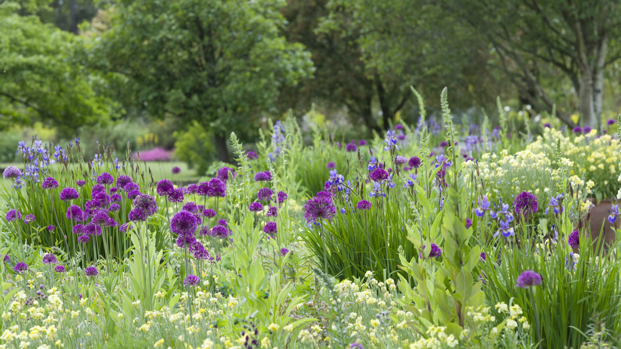 The Bee Borders