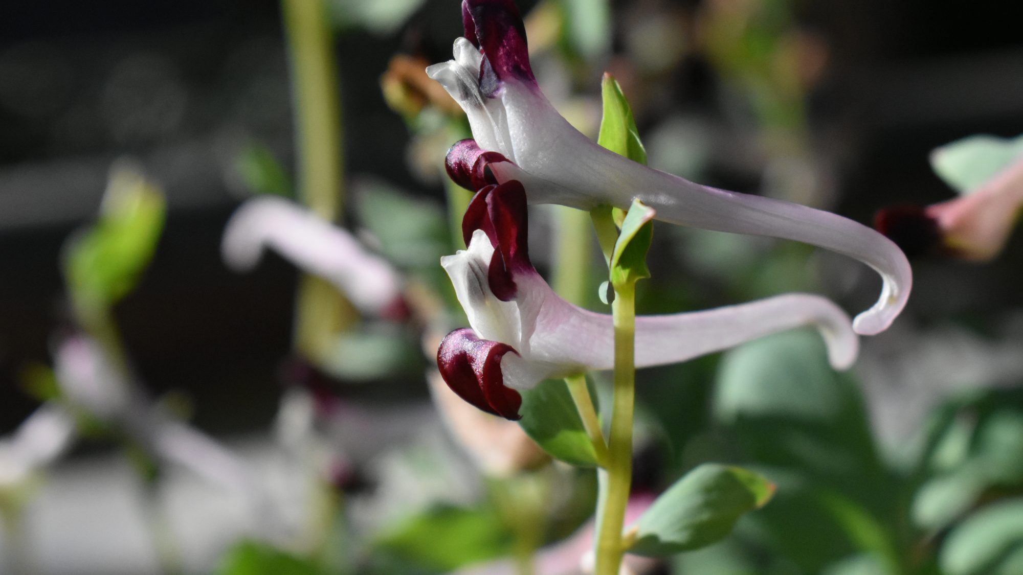 Corydalis ledebouriana