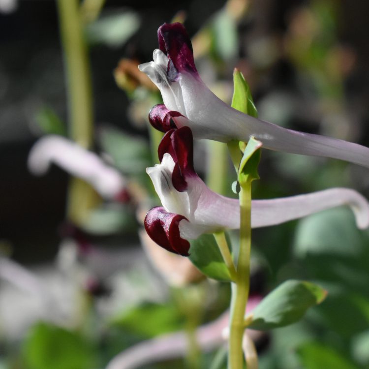 Corydalis ledebouriana