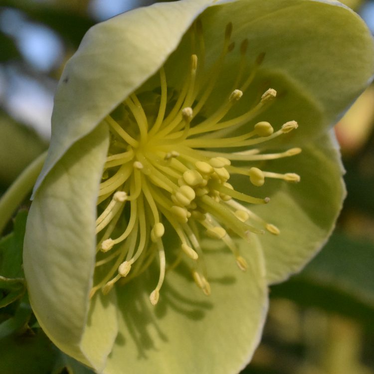 Helleborus lividus ssp. corsicus