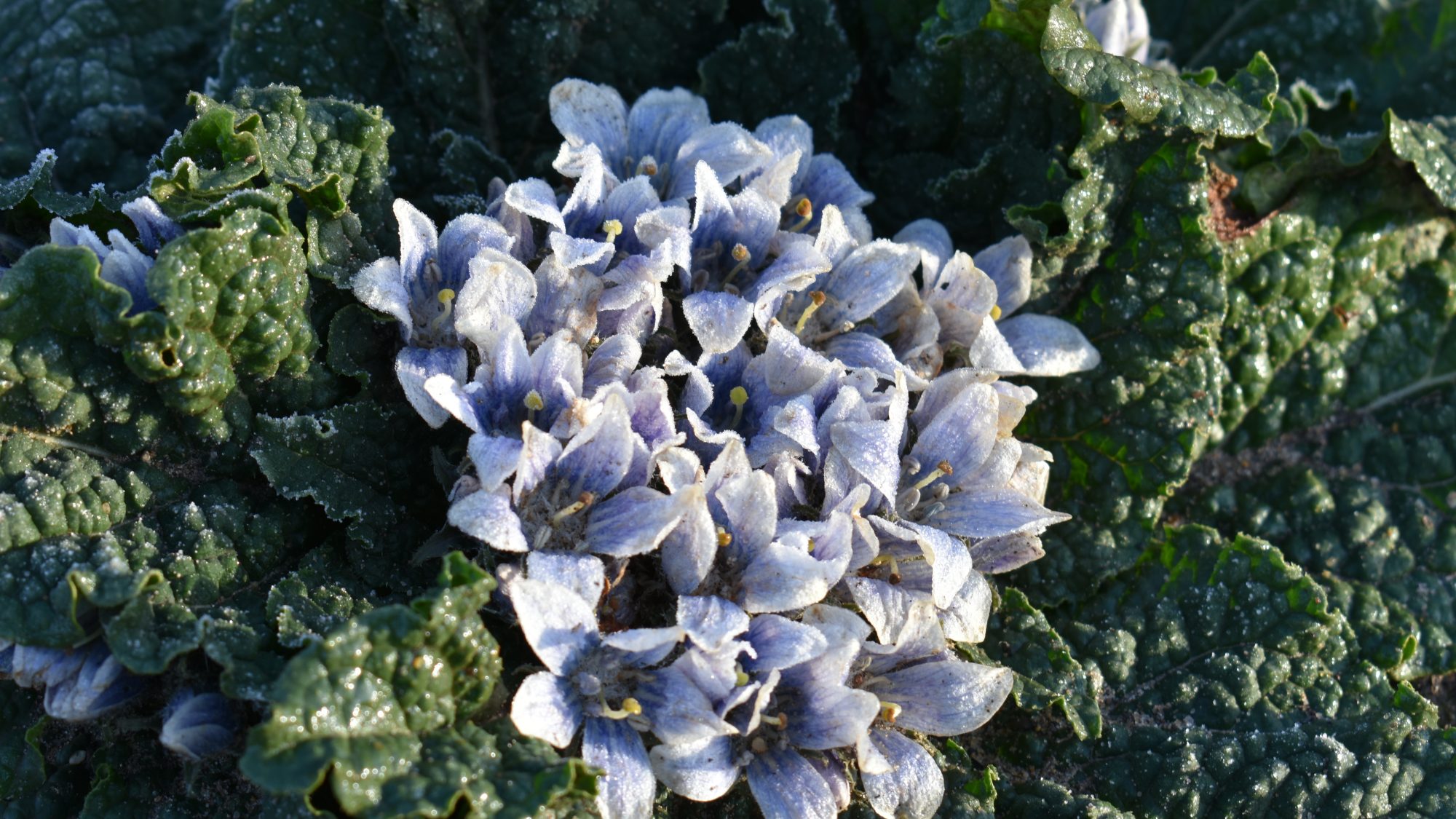 Cluster of open mauve flowers nestled amongst rough textured leaves.