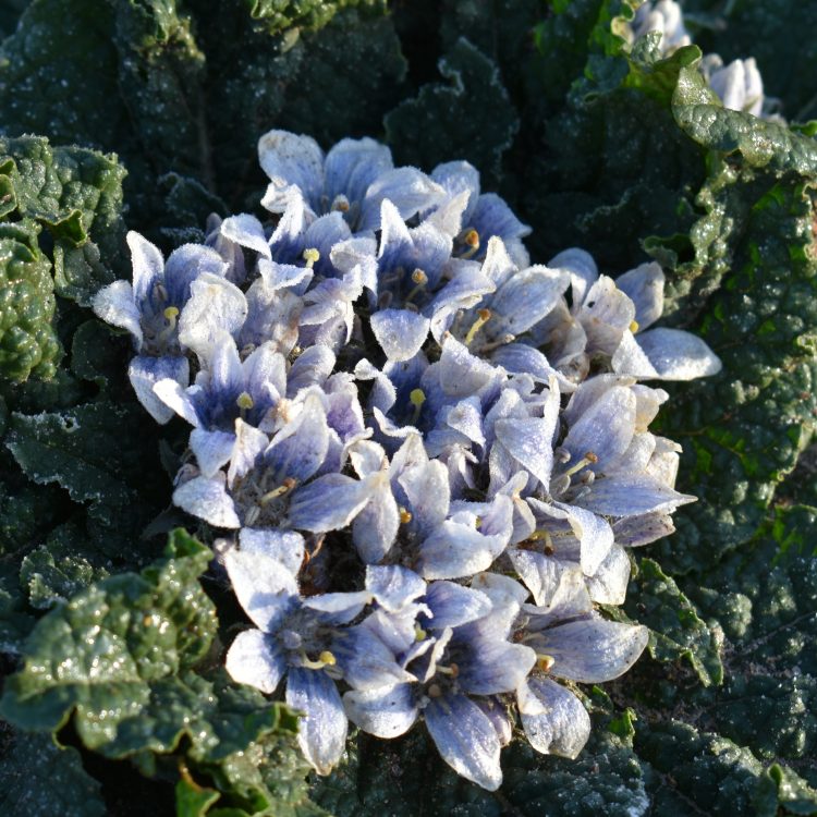 Mandragora autumnalis