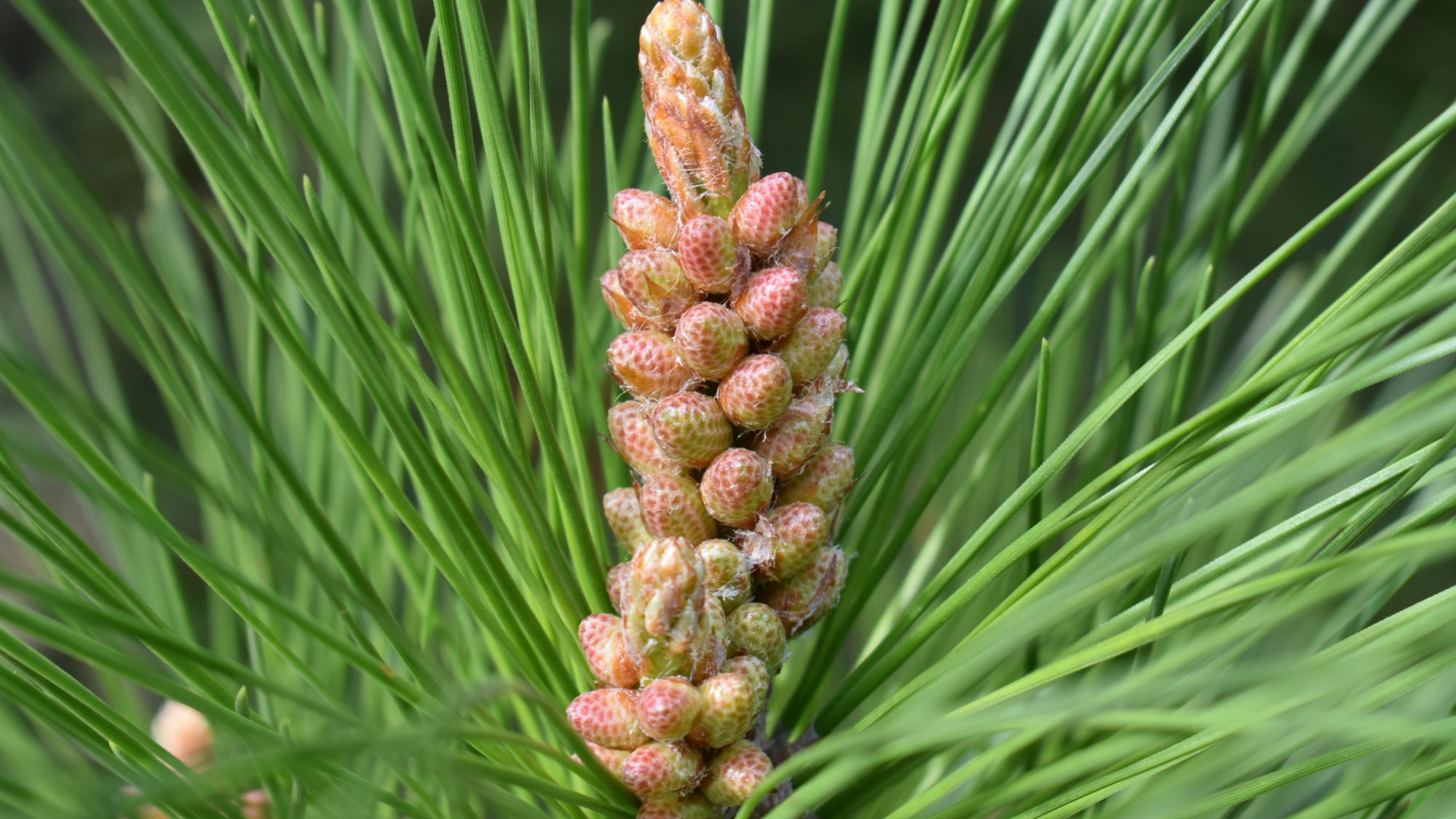 Pinus radiata