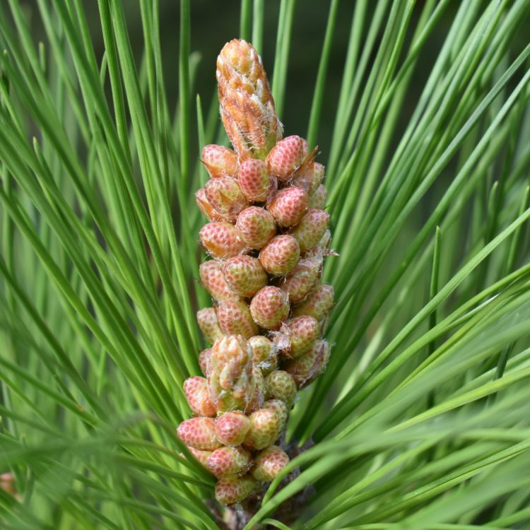 Pinus radiata