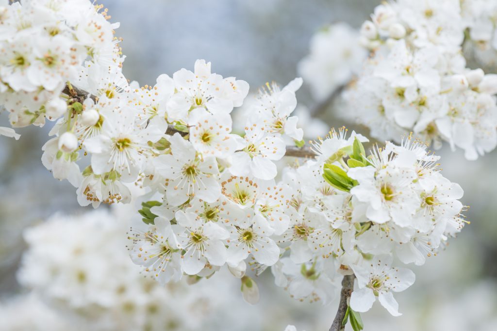 Clouds of white cherry blossoms.