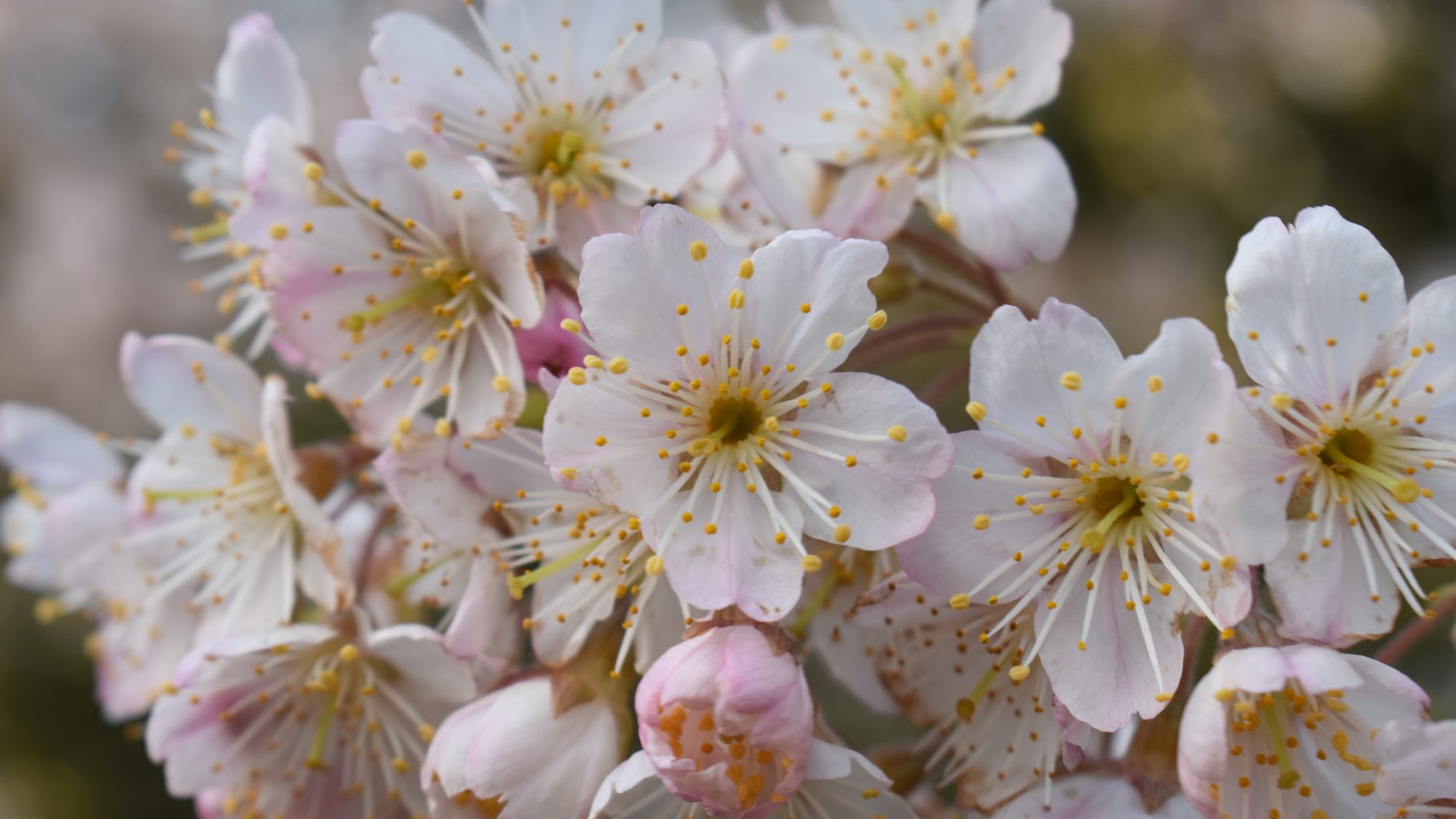 Prunus pseudocerasus var. cantabrigiensis