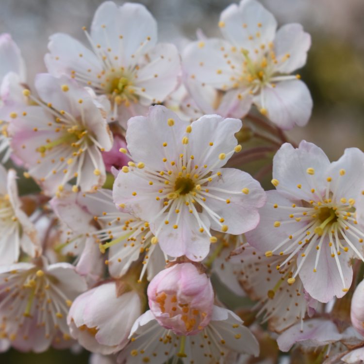 Prunus pseudocerasus var. cantabrigiensis