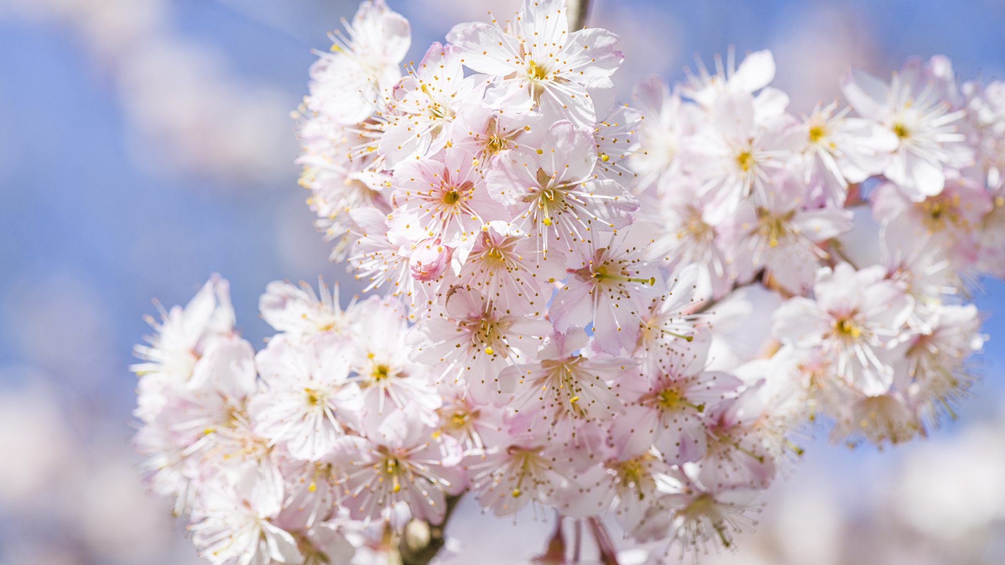 Cherry blossom 