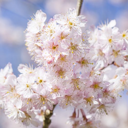 CUBG Closure – Frequently Asked Questions