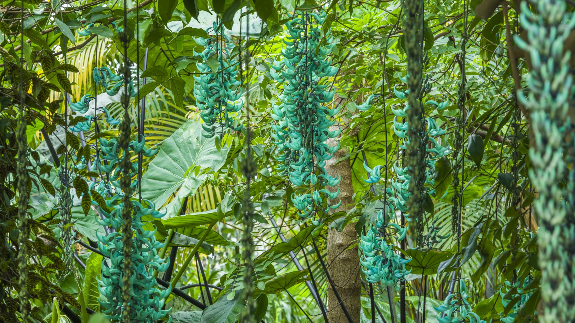 Several long tassels of the vivid green flowers of the Jade Vine in the Glasshouses.