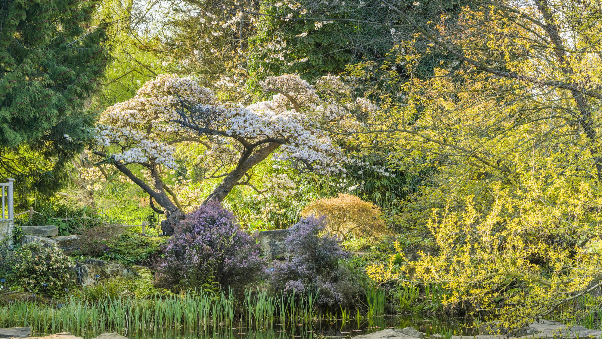Beautiful spring blossom tree overlooking the lake.