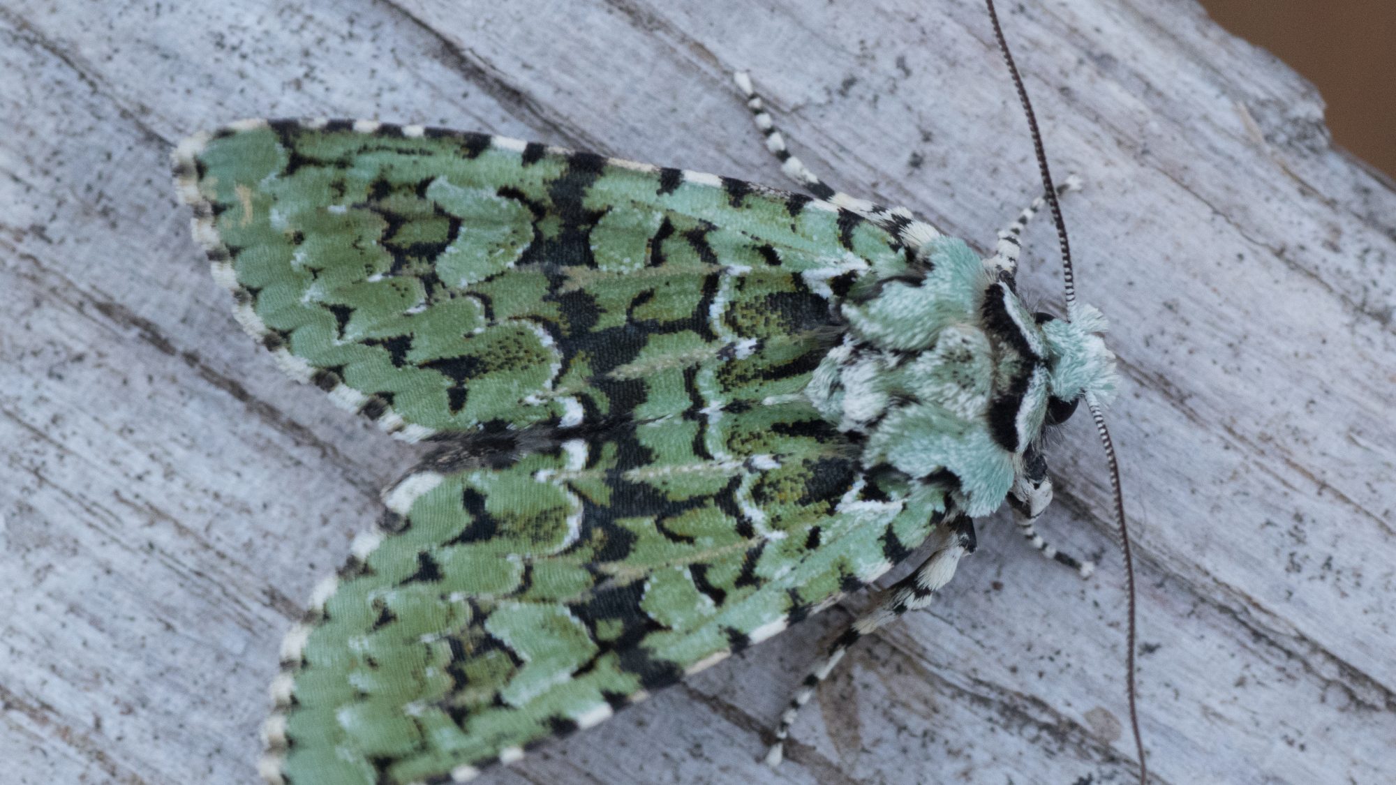 A moth.