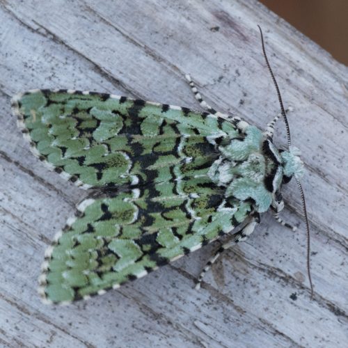 CANCELLED Moth surveying - an Earth Optimism Event