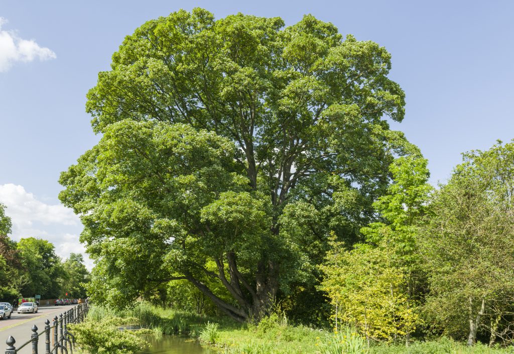 Sycamore maple tree overlooking Hobson's Conduit.