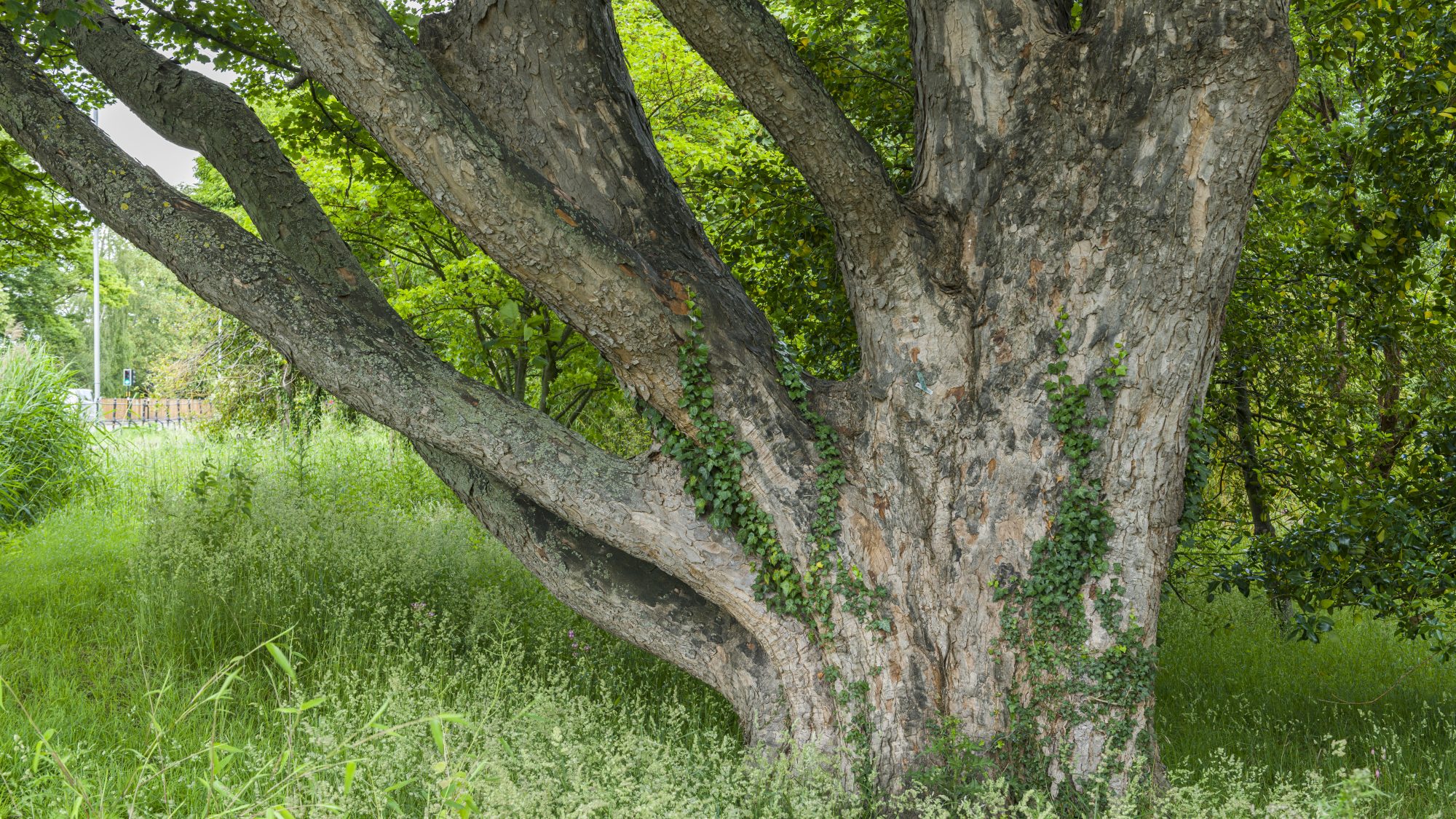 Trunk of the sycamore maple tree, surrounded by grass and ivy.