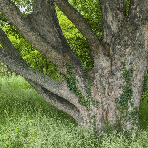 Sycamore Maple