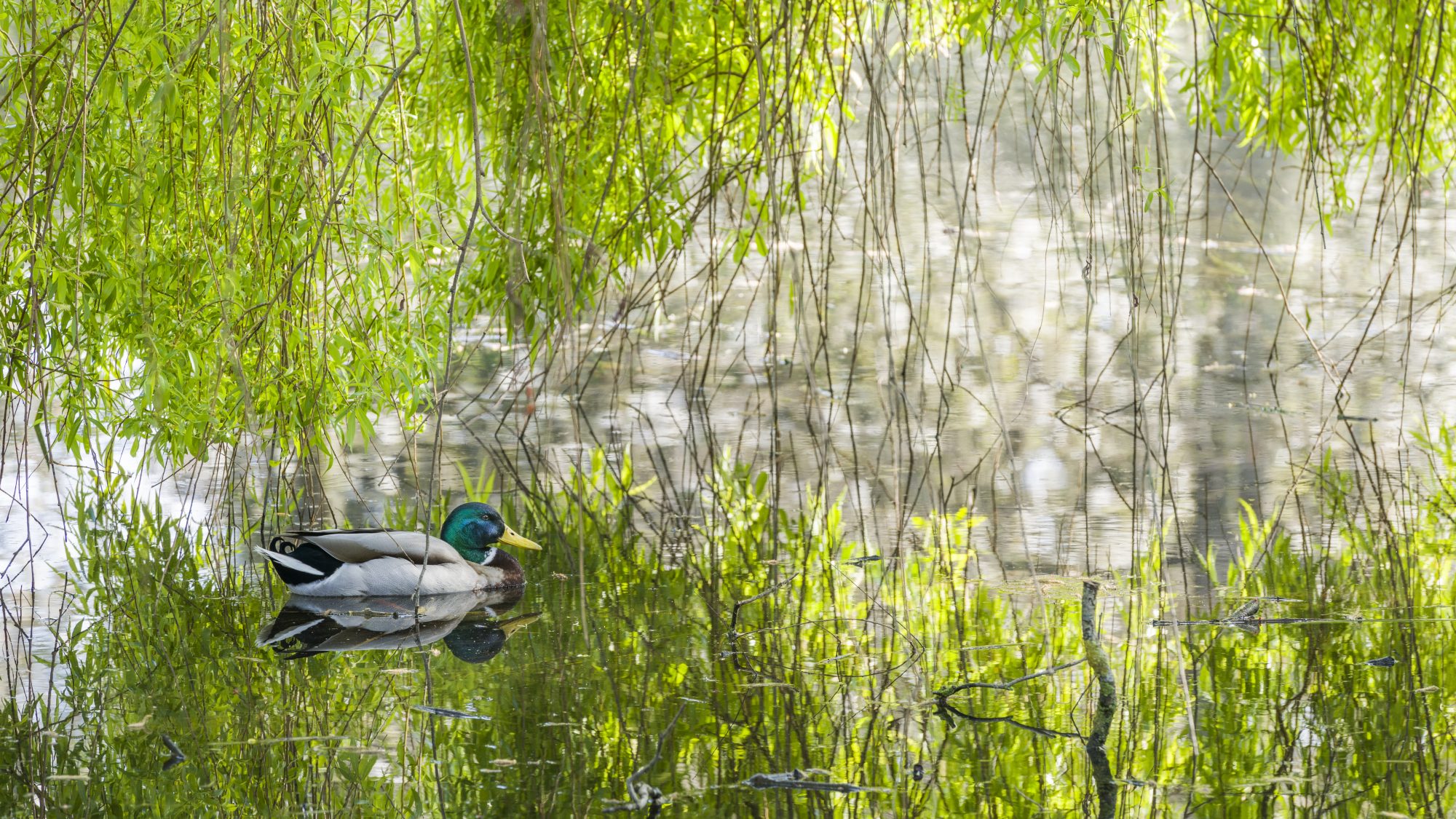 A duck on the lake under a willow tree.
