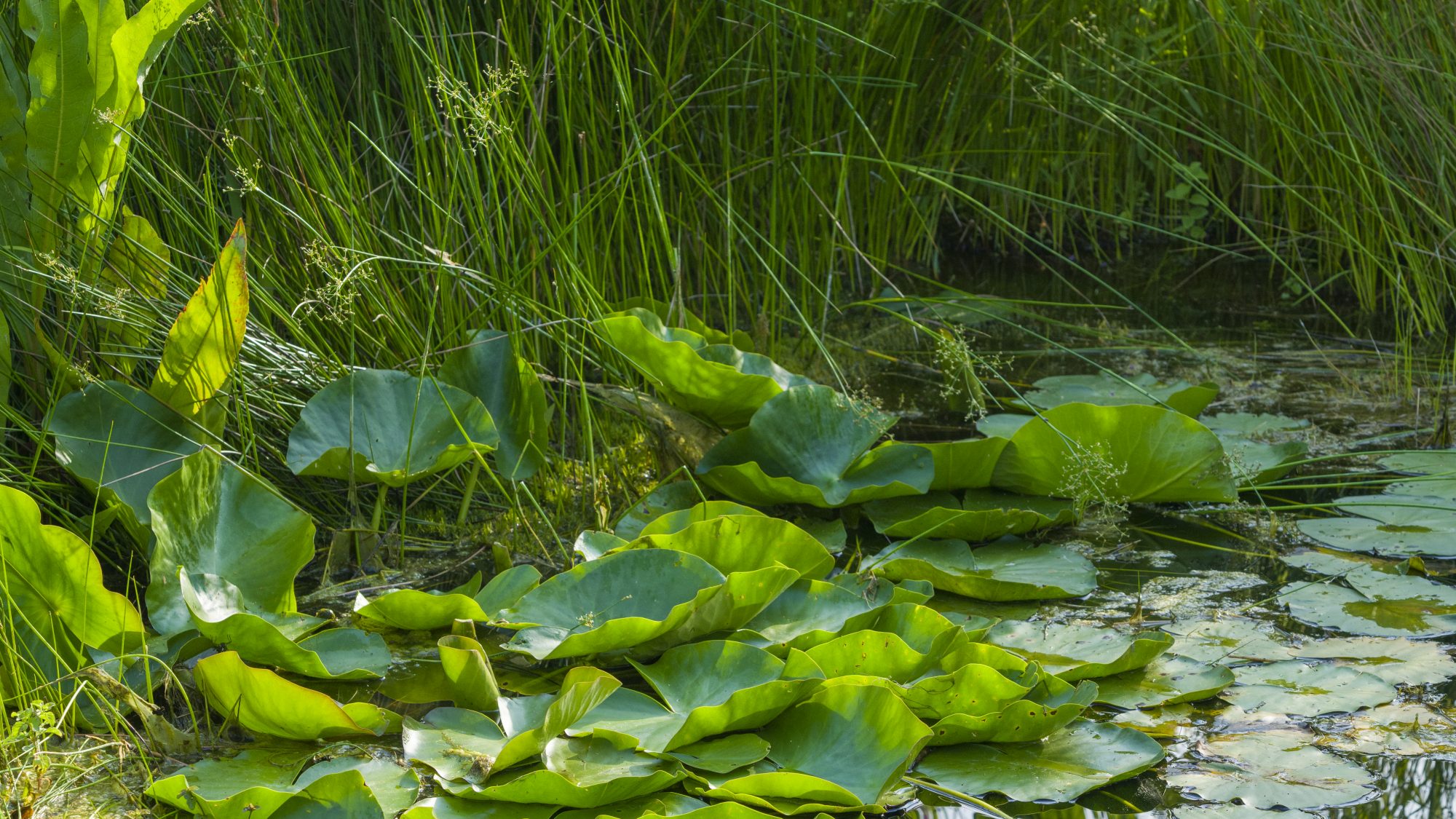 The Fen Display