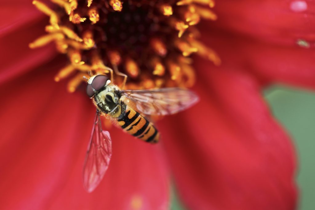 A bee landing on the centre of a red flower