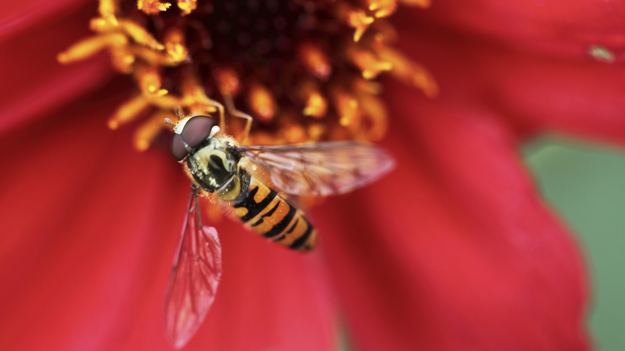 A hoverfly