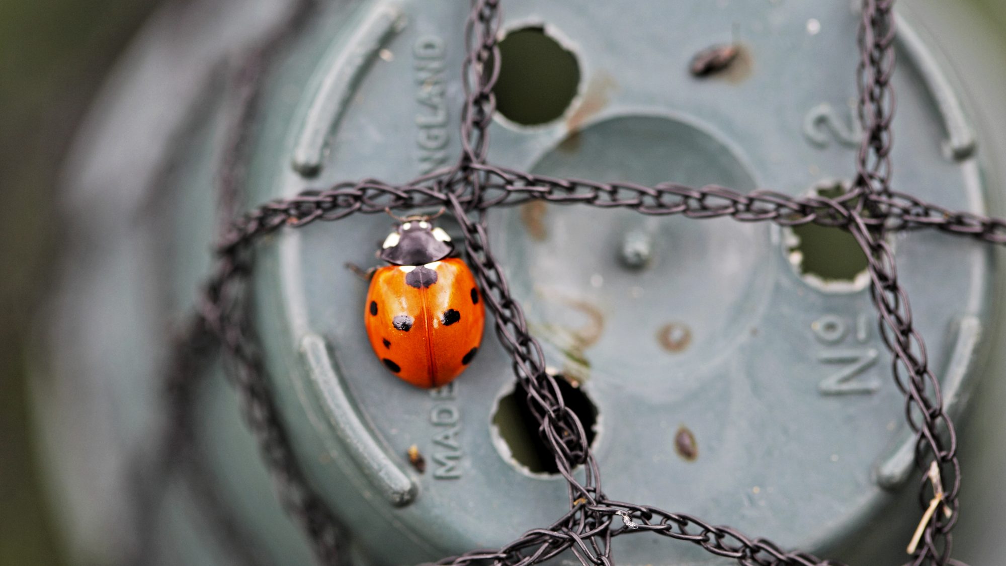 A ladybird.