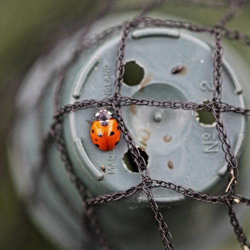 CANCELLED Wildlife Gardening Talk - an Earth Optimism Event