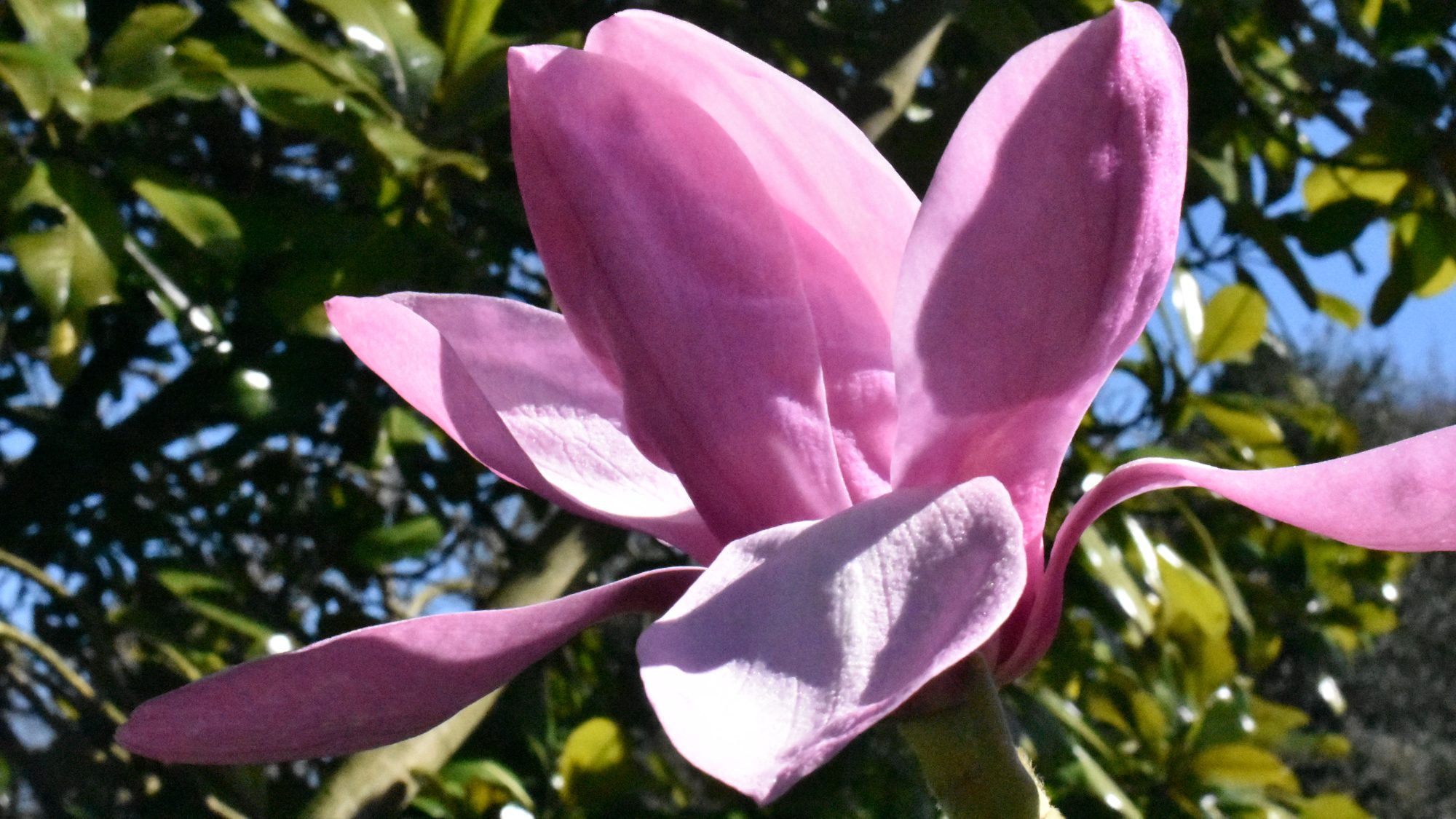Magnolia sprengeri 'Diva'