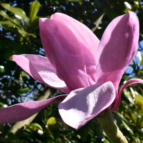 Bitesize Botanics Archive: March 2020