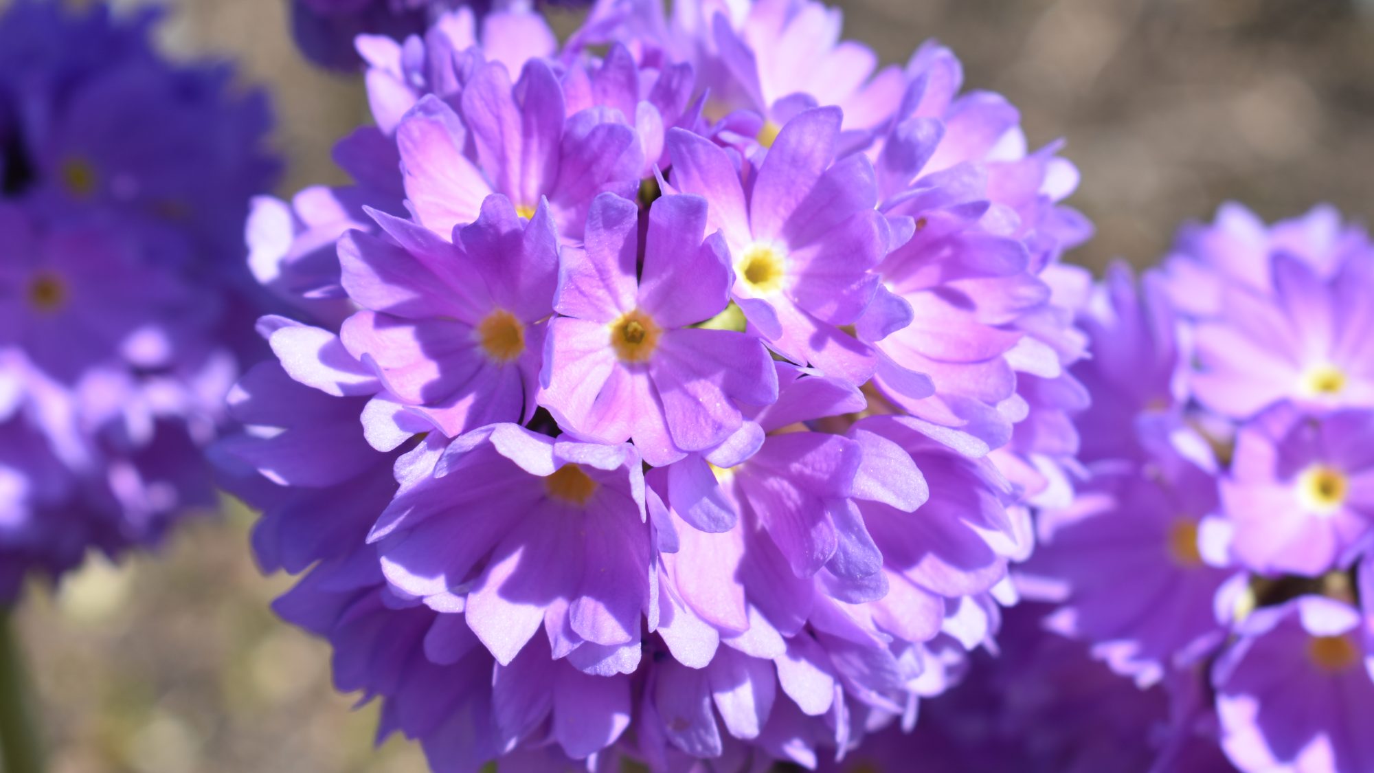 Primula denticulata