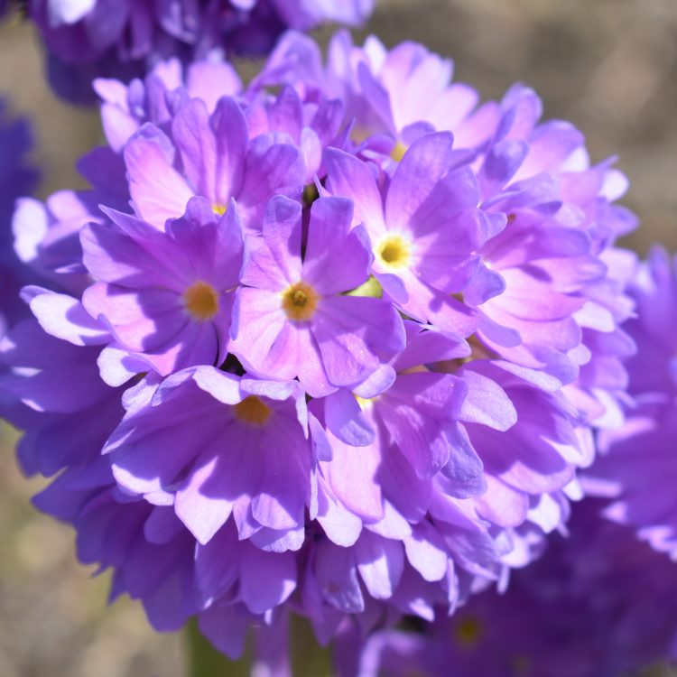 Primula denticulata