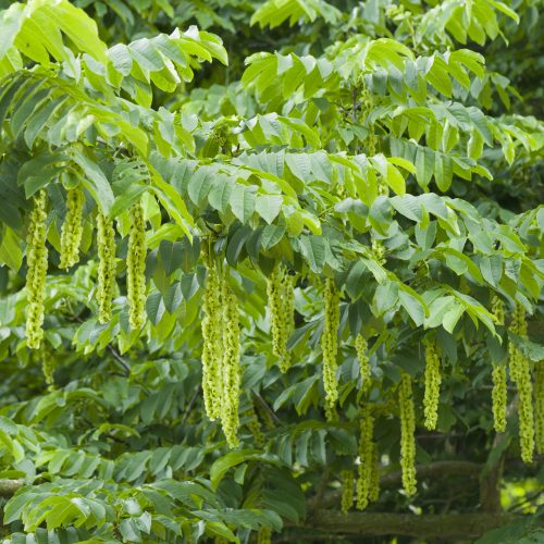 Caucasian Wingnut