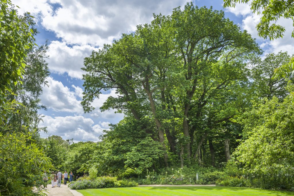 Pterocarya fraxinifolia towers over passing visitors