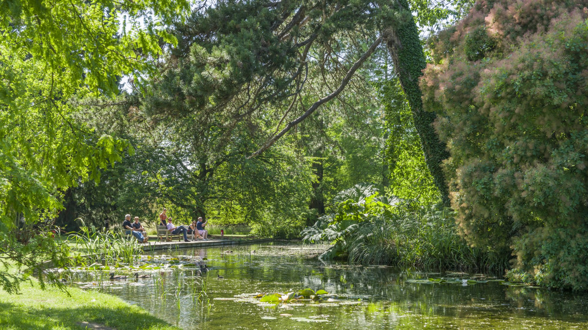 Visitors sitting watching ducks on the lake.