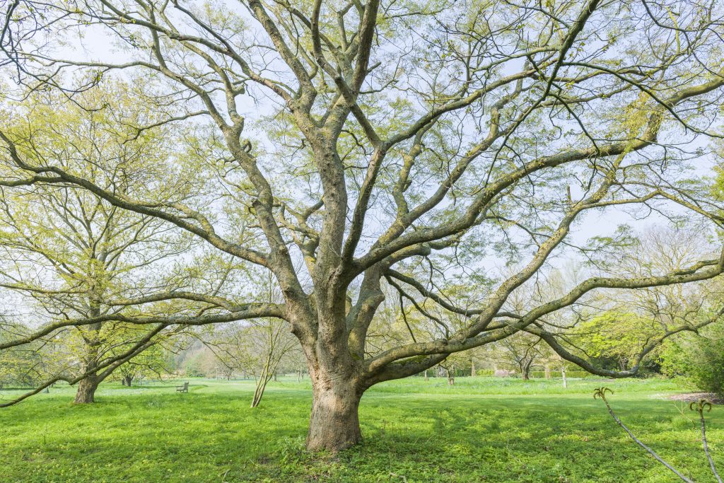 Elm tree on the Fairway in the sunshine.