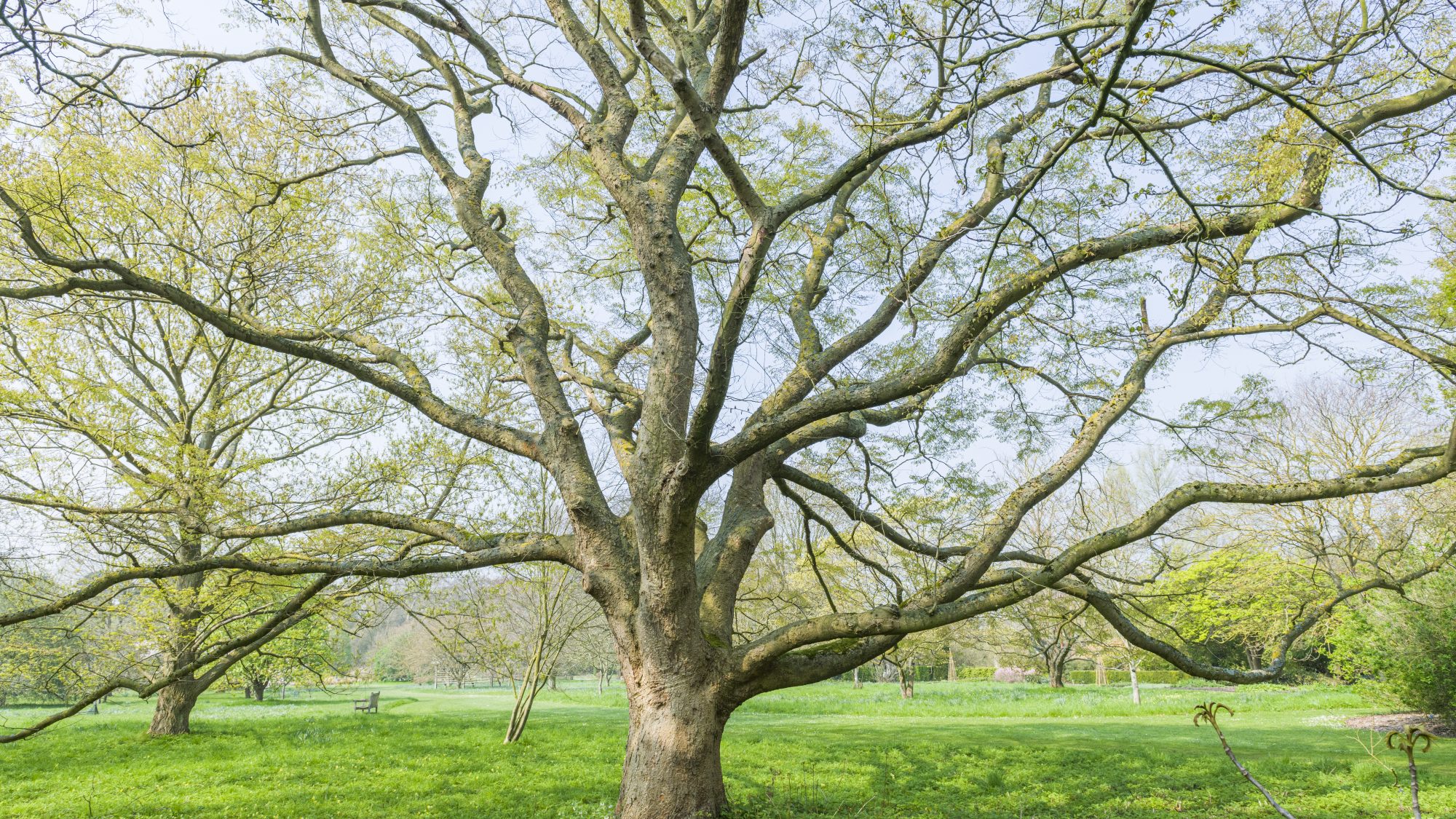 Elm tree in the sunshine on the Fairway at Cambridge Botanic Garden.