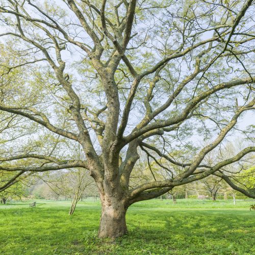 Zelkova