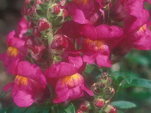 Antirrhinum spp.