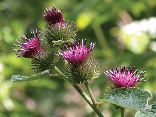 view of the pink thistles on arctium.