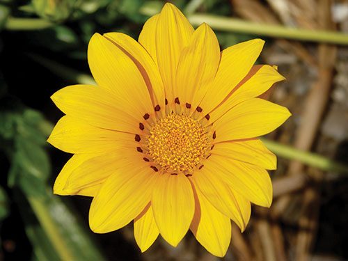 Gazania rigens var. uniflora