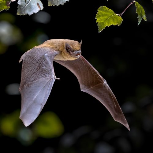 FULLY BOOKED Bat Patrol