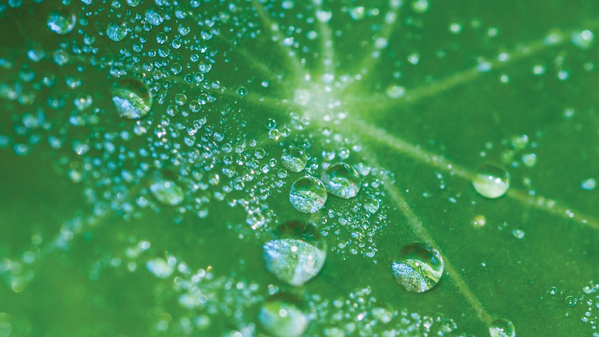 Nasturtium (Tropaeolum majus)