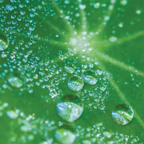 Plants Inspiring Design and Technology