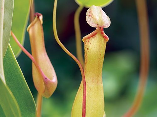 Nepenthes spp.