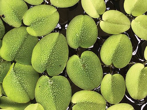 Salvinia natans