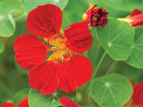 Tropaeolum majus