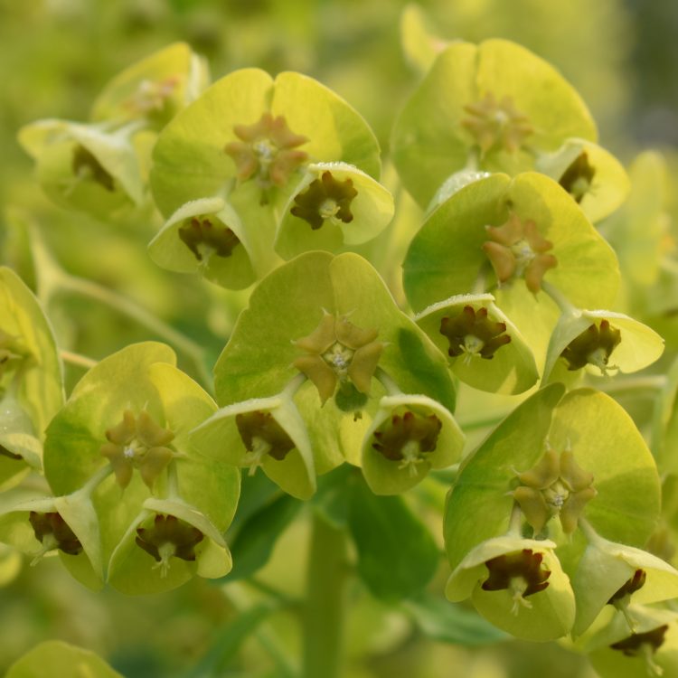 Euphorbia characias ssp. wulfenii
