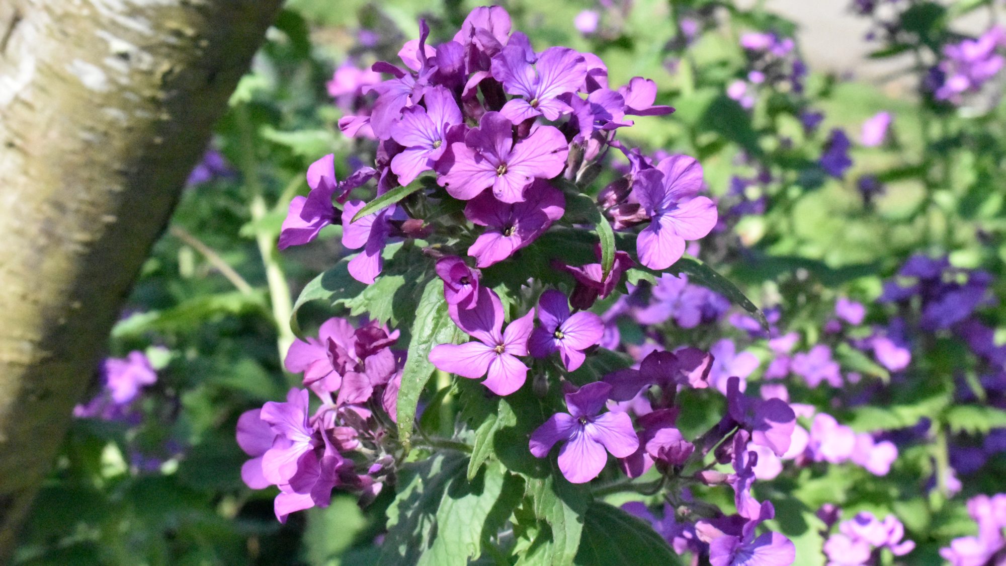 Lunaria annua